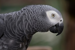 CITES CoP17: WCS Congratulates CITES Parties for Extending Protections to the African Grey Parrot